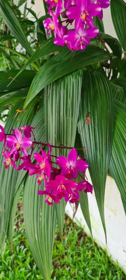 Harmony Self-Catering Apartments Beau Vallon  Exterior foto